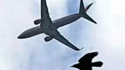 Agriculture technology from Telangana keeps planes safe from birds, boars
